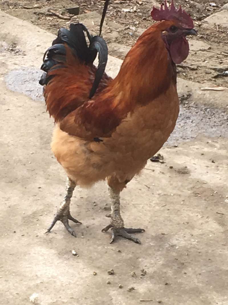 正宗农村家养纯种土鸡