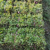 大叶油草，台湾草，草块，草卷，量大从优