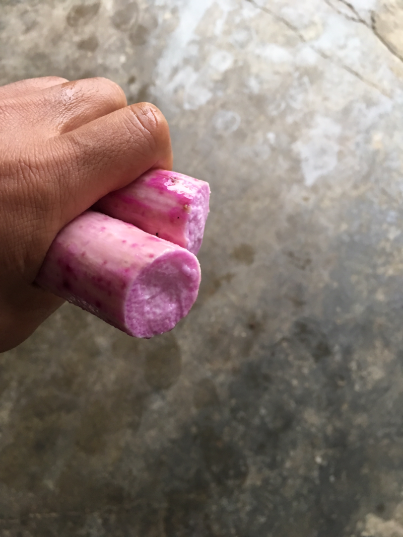 紫玉淮山山药种苗，成本价出售，降价了，