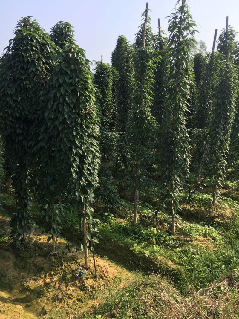 紫玉淮山山药种苗，成本价出售，降价了，