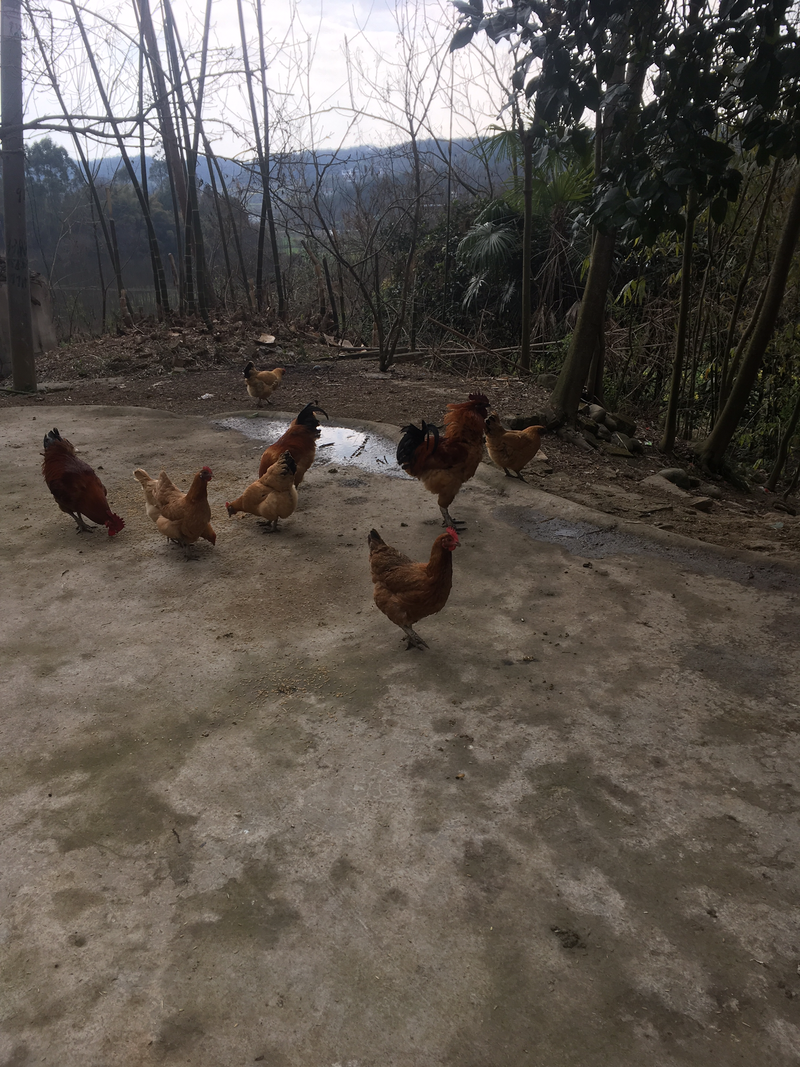 正宗农村家养纯种土鸡