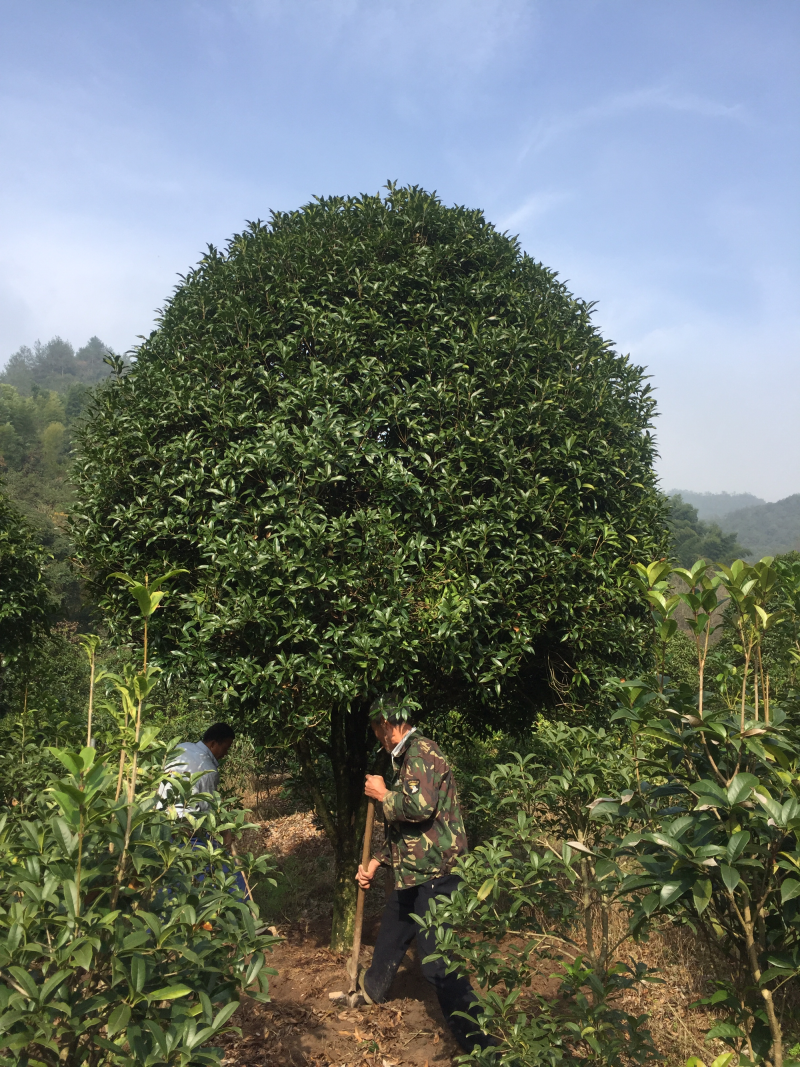 八月桂