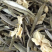 碧潭飘雪茉莉银针500克