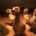 合浦狮头鹅苗，提供技术指导，包活禽运达，包做好疫苗