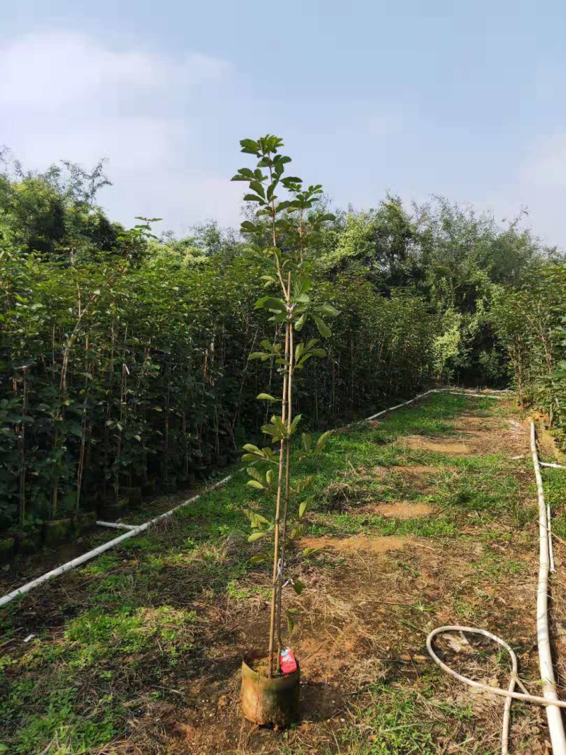 黄花风铃木20-150cm高，2-20公分