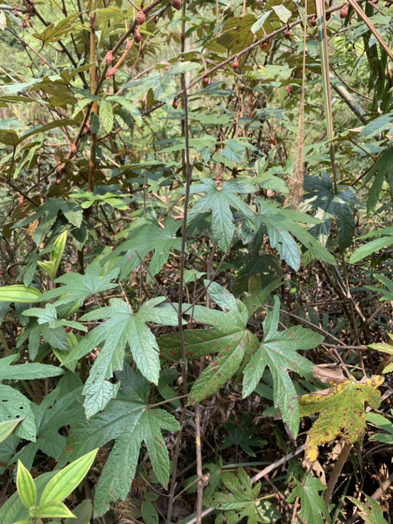 野生五指毛桃（3斤以上可代发）