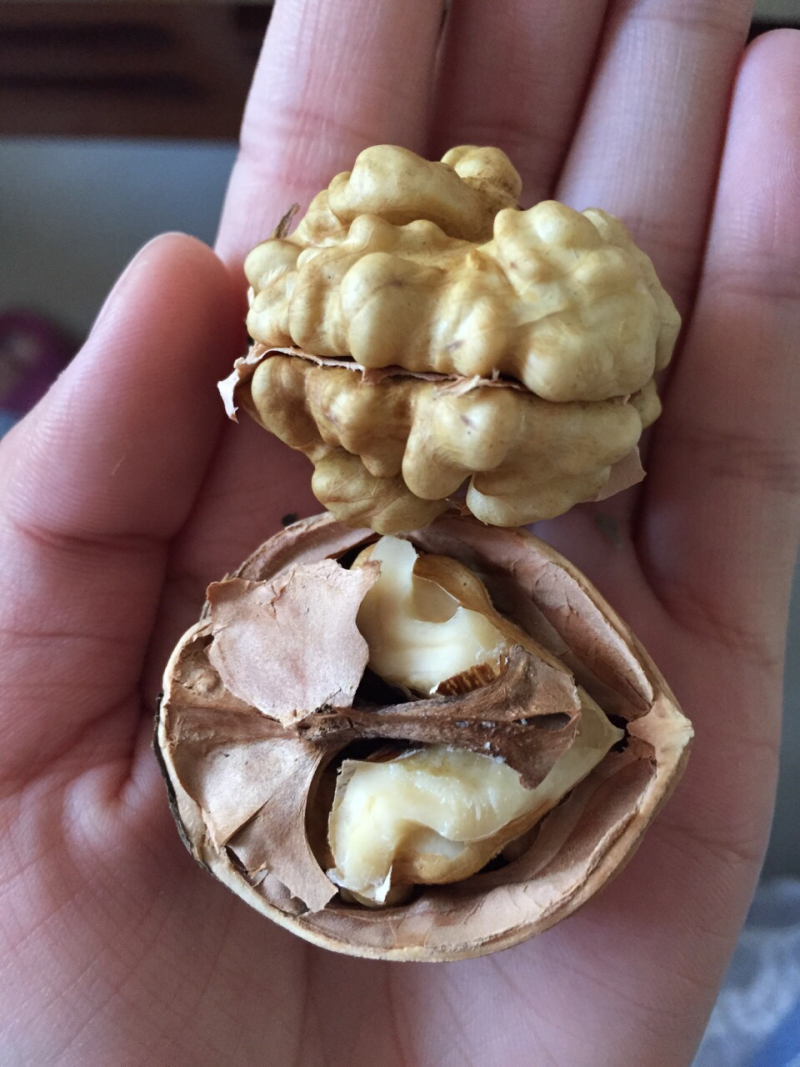 【推荐商品】嫁薄皮核桃树苗，皮薄可单手打开，品种纯正