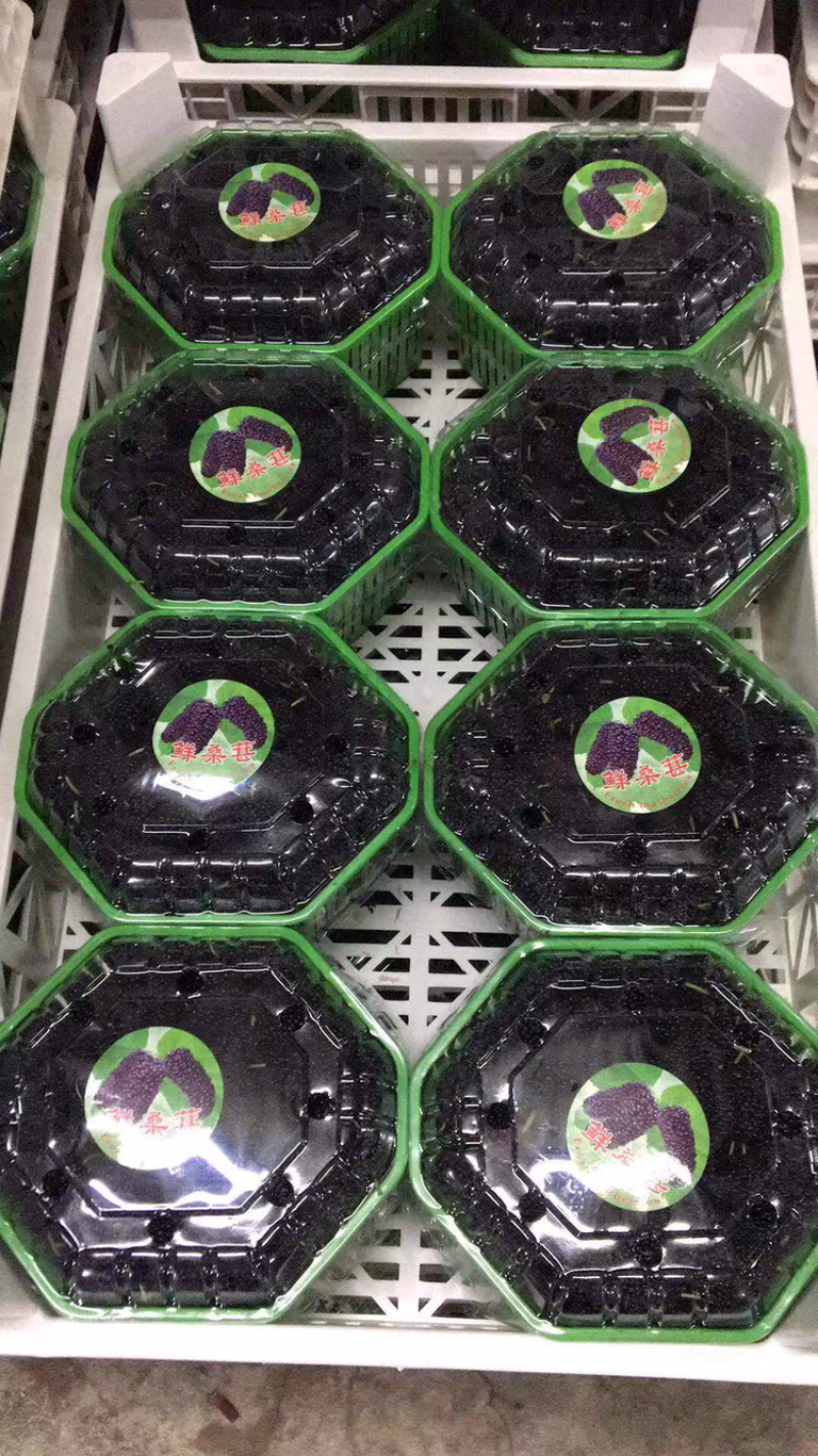 广东金灶现摘桑葚桑果批发代办，产地直供可视频看货