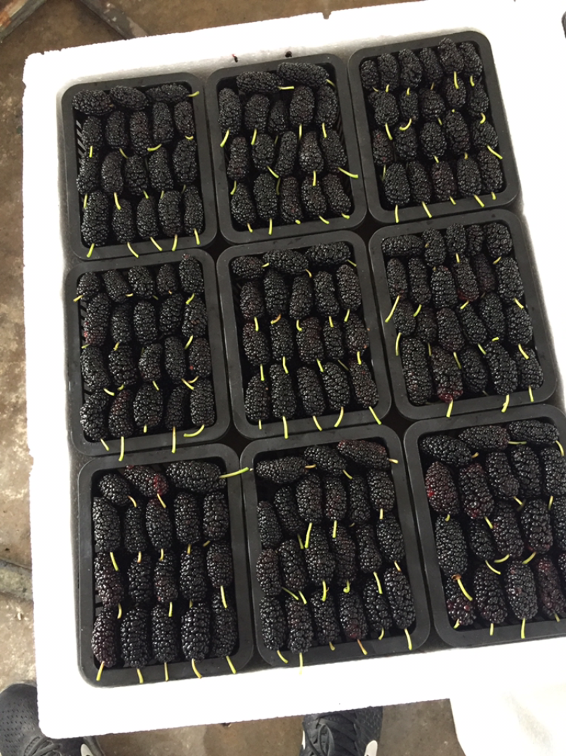 广东金灶现摘桑葚桑果批发代办，产地直供可视频看货