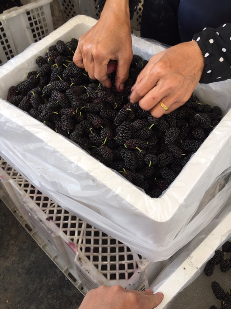 广东金灶现摘桑葚桑果批发代办，产地直供可视频看货