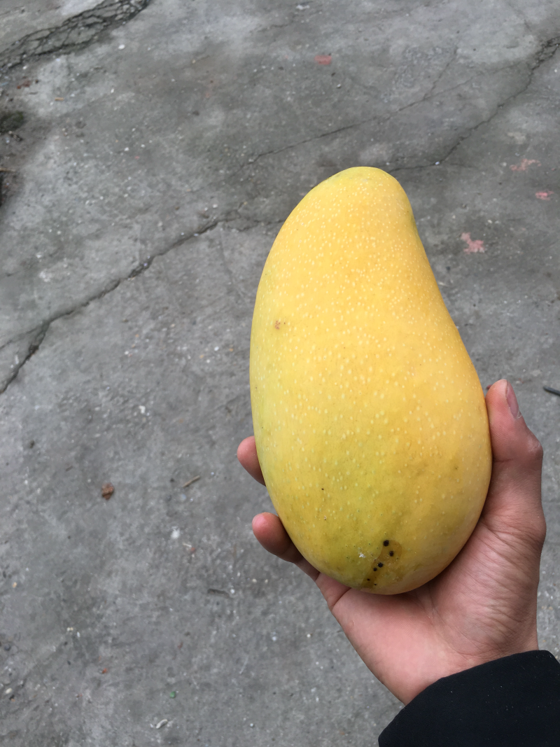 海南金煌芒非贵妃台农大青芒玉芒甜心芒果