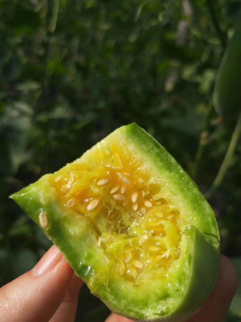 博洋蜜瓜产地直发，支持一件代发，货源稳定，质量保证。