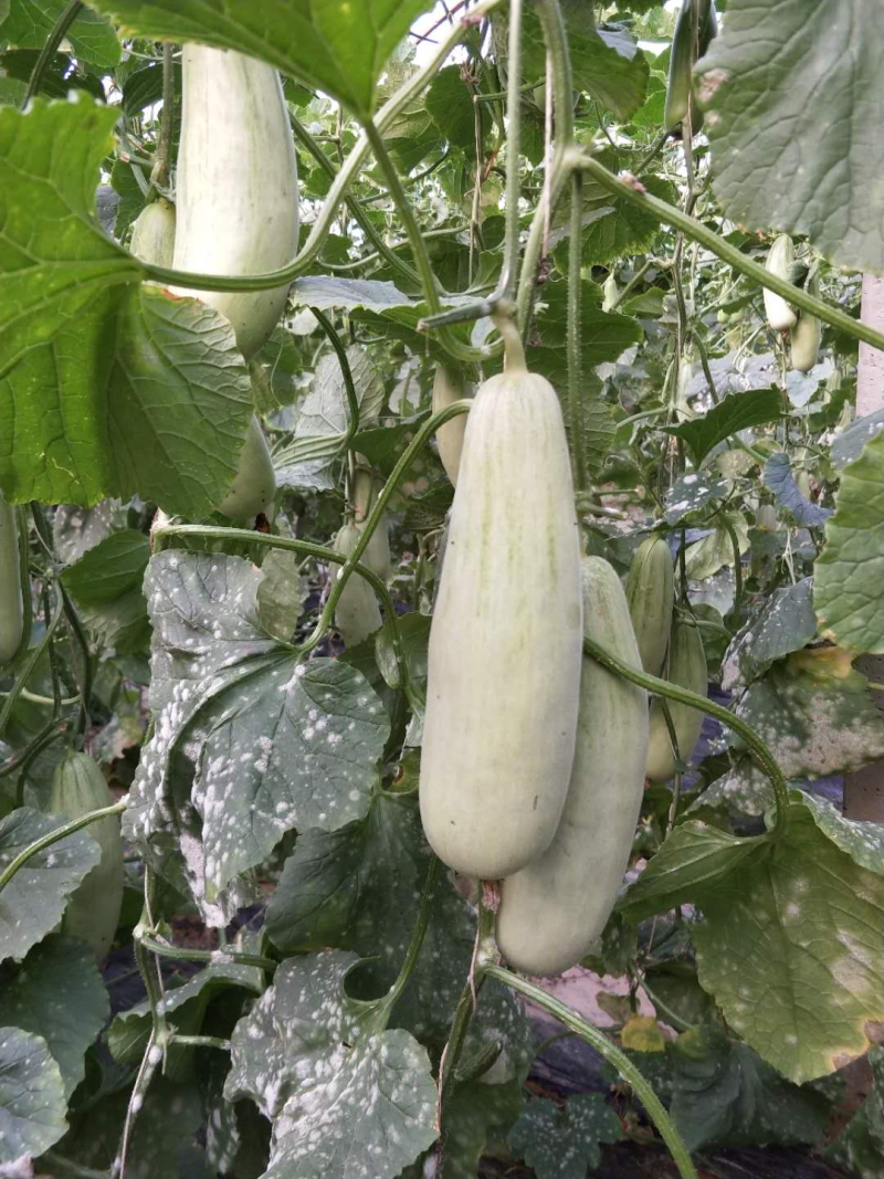 博洋蜜瓜产地直发，支持一件代发，货源稳定，质量保证。