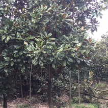 肥西2000亩广玉兰，大量供应精品树型量大可以议价！