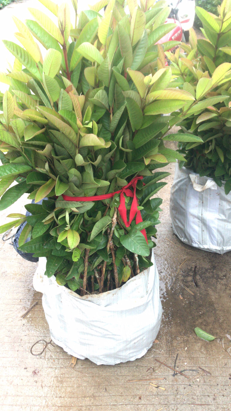 番石榴苗