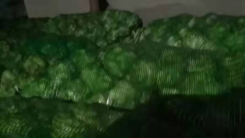 新鲜榨菜上市了，产地直销，量大从优，3月下旬上市