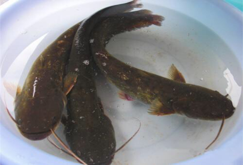 鲶鱼