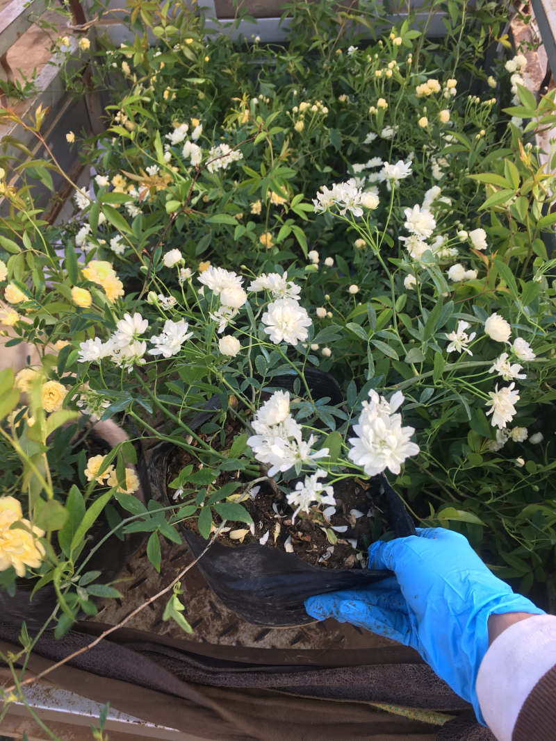 藤本月季木香花大花月季欧月等名贵月季