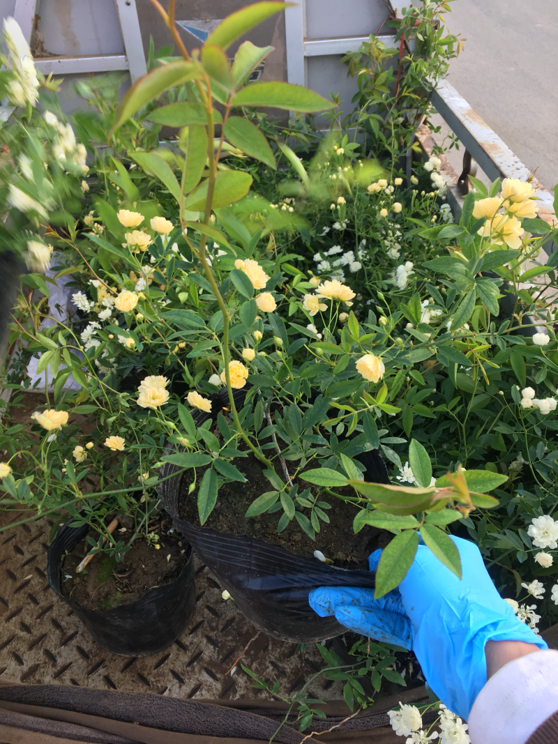 藤本月季木香花大花月季欧月等名贵月季