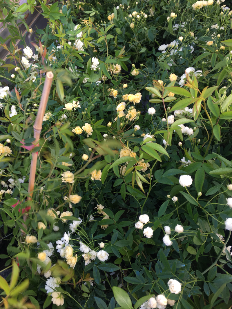 藤本月季木香花大花月季欧月等名贵月季