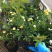 藤本月季木香花大花月季欧月等名贵月季
