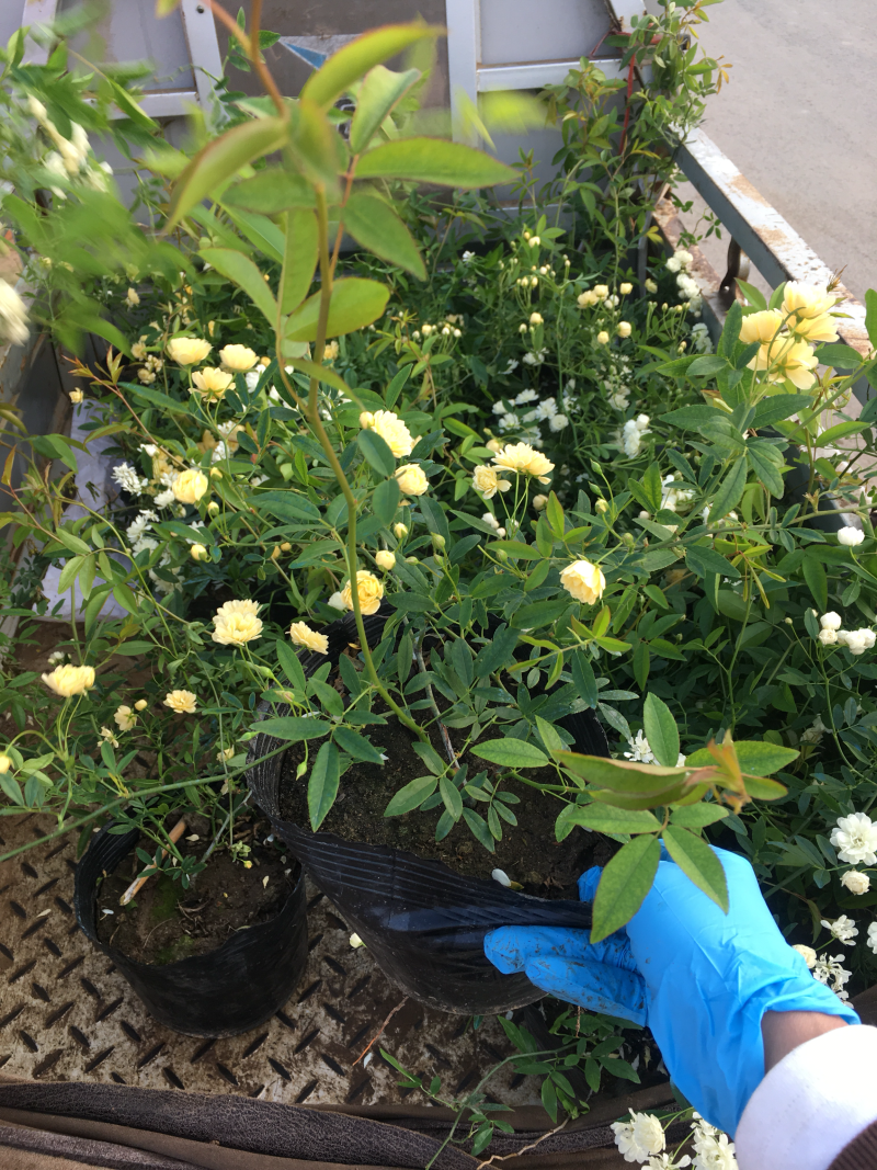 藤本月季木香花大花月季欧月等名贵月季