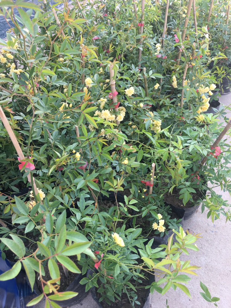 藤本月季木香花大花月季欧月等名贵月季