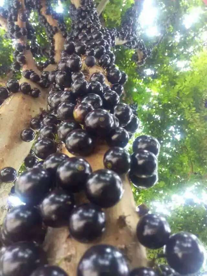 嘉宝果树苗
