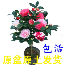 茶花，月季，车里子，红金桔苗