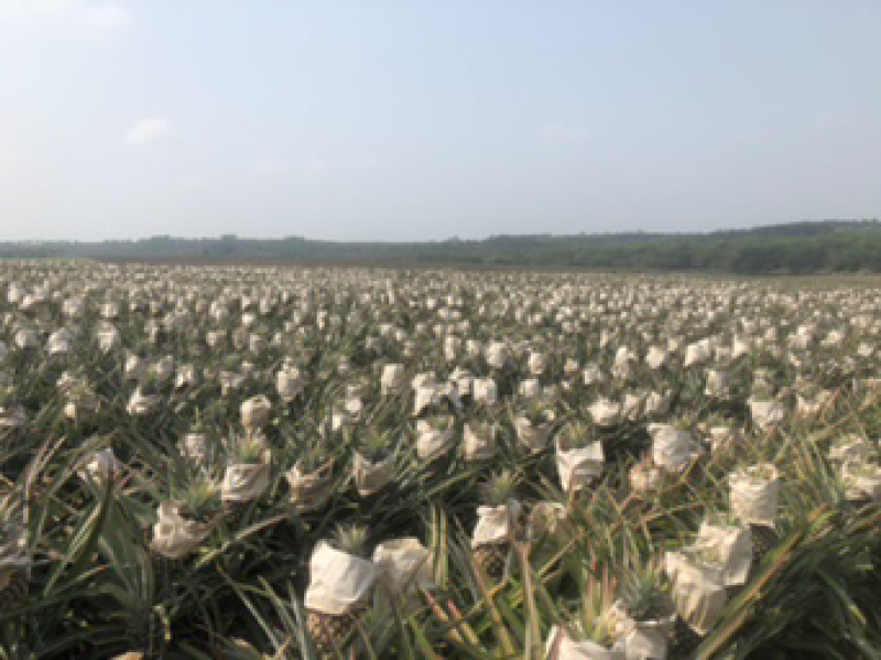 金钻17号凤梨水果5斤装/3个装新鲜当季水果无眼菠萝