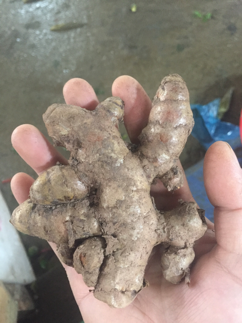 黄姜越南进口黄姜红姜靓货大量有货稳定