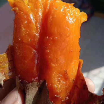烟薯25烟蜜薯没面溪流甜