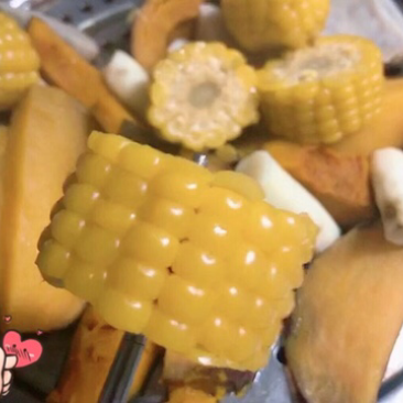 东北有机甜糯黄玉米