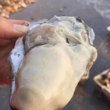 乳山牡蛎生蚝