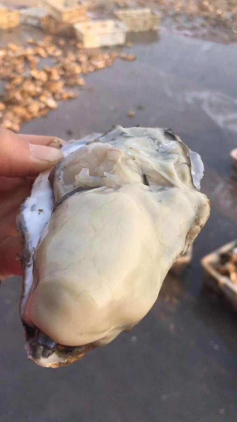 乳山牡蛎生蚝