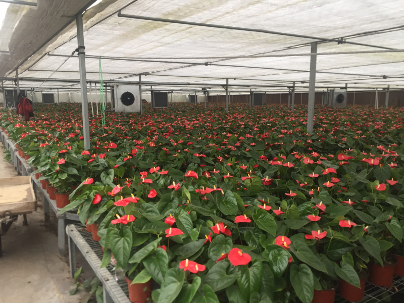 优质红掌特伦萨红掌大量供应基地直供季节性供应常年性供应经