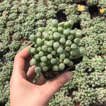 多肉植物