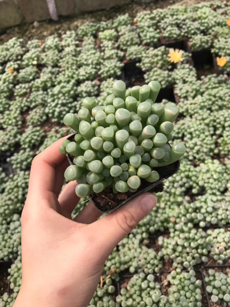 多肉植物