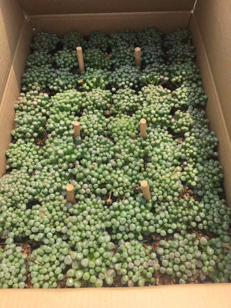 多肉植物