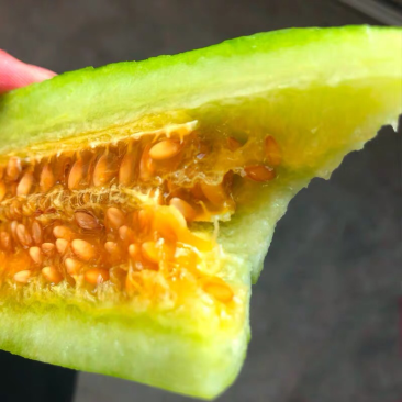 羊角蜜甜瓜新鲜上市