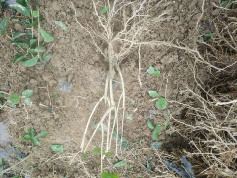 5年生茉莉花大量批发修剪后发货广西横县重瓣双瓣茉莉花