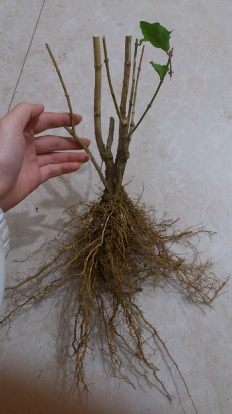 5年生茉莉花大量批发修剪后发货广西横县重瓣双瓣茉莉花