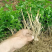 5年生茉莉花大量批发修剪后发货广西横县重瓣双瓣茉莉花
