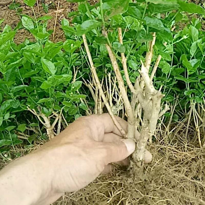 5年生茉莉花大量批发修剪后发货广西横县重瓣双瓣茉莉花