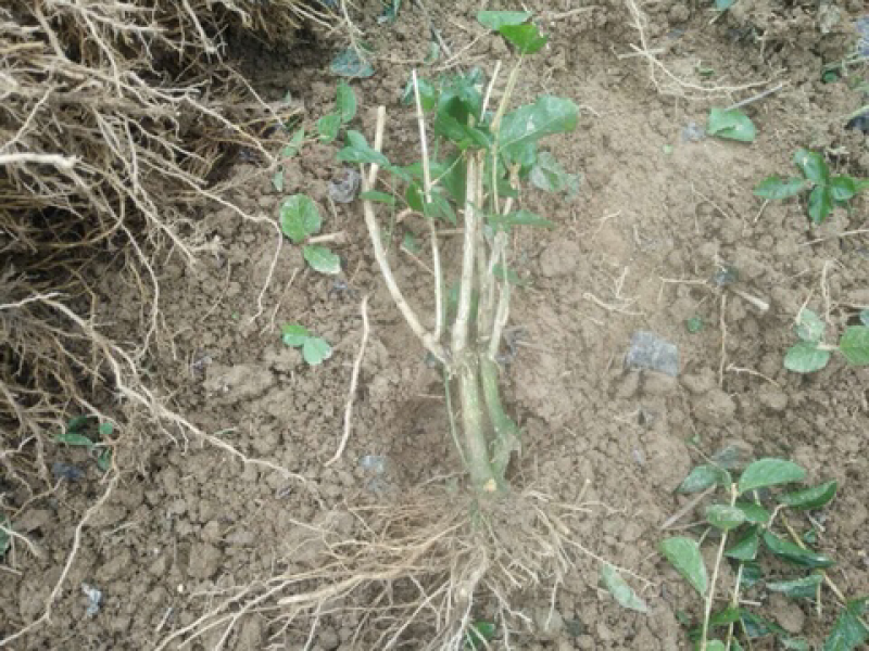 5年生茉莉花大量批发修剪后发货广西横县重瓣双瓣茉莉花
