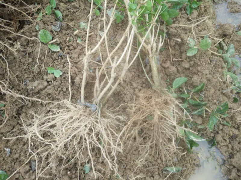 5年生茉莉花大量批发修剪后发货广西横县重瓣双瓣茉莉花