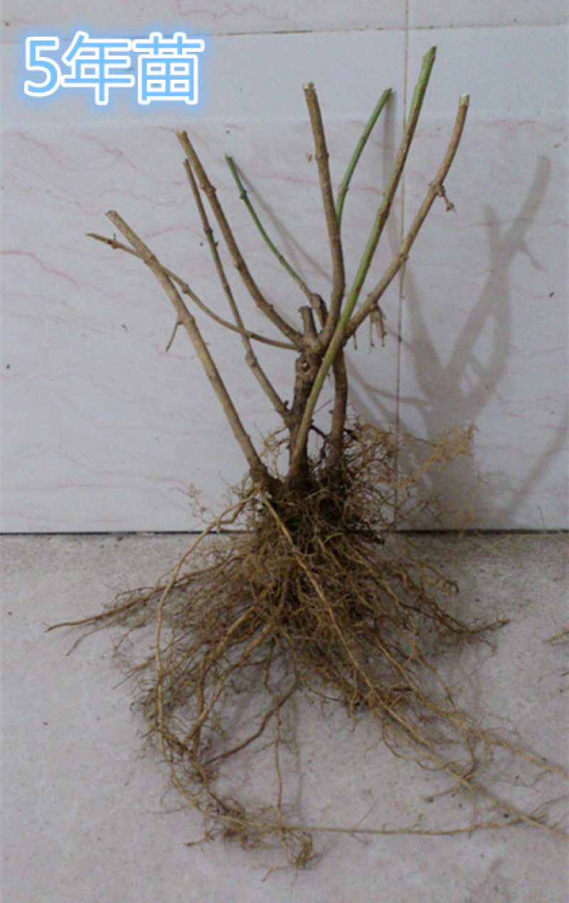 5年生茉莉花大量批发修剪后发货广西横县重瓣双瓣茉莉花