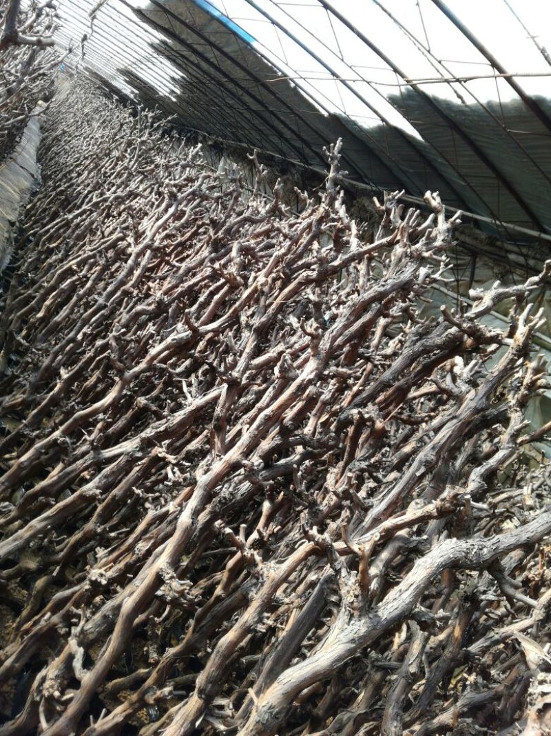 葡萄苗150~200cm3年葡萄树苗新品种葡萄苗果树