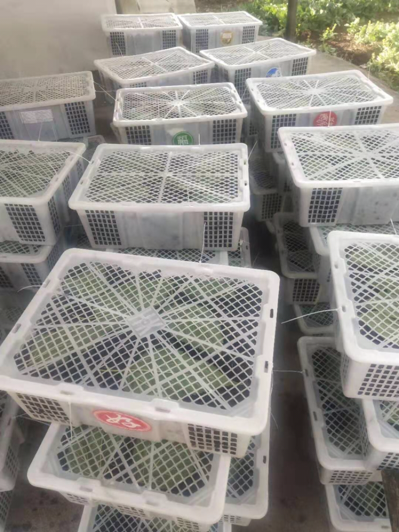 桑葚代办可发鲜果可入库打冷