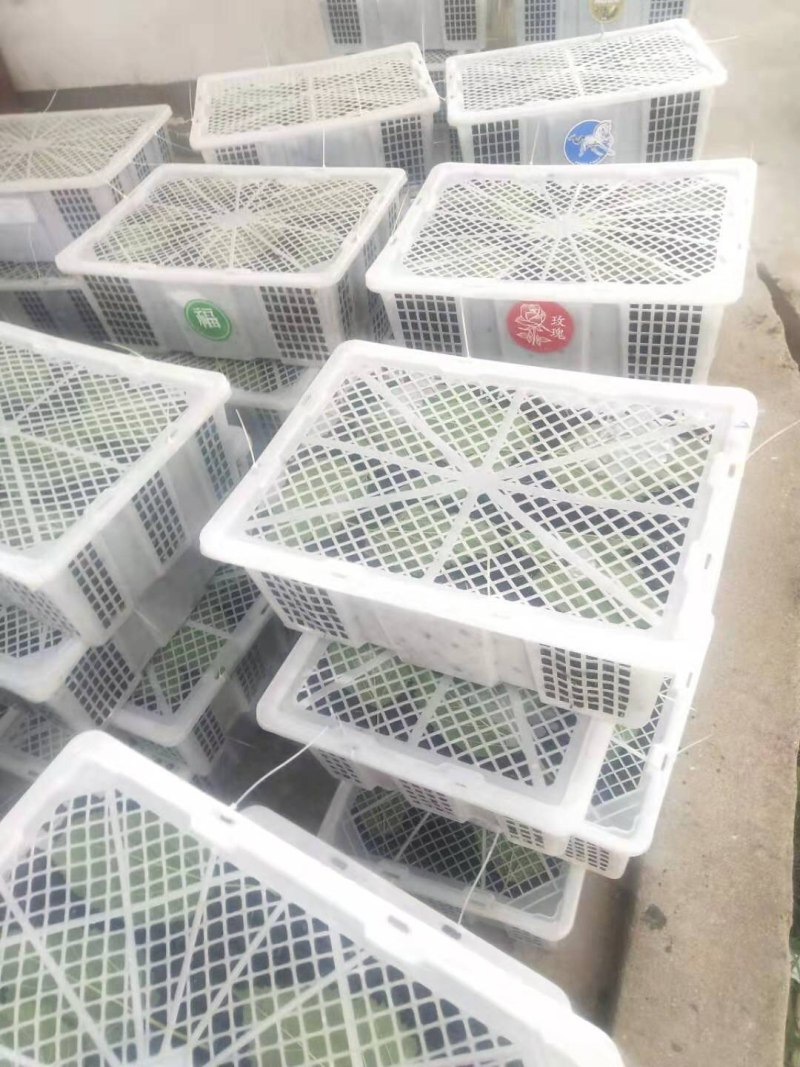 桑葚代办可发鲜果可入库打冷